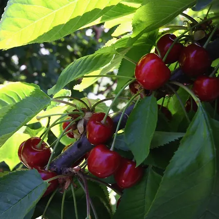 公寓 With Parking Space Palit, Rab - 4971 *